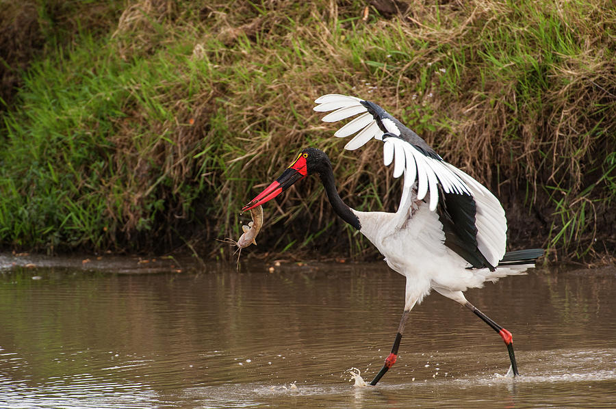 Fish Photograph - Kenya, Saddle-billed Stork, With Fish by George Theodore