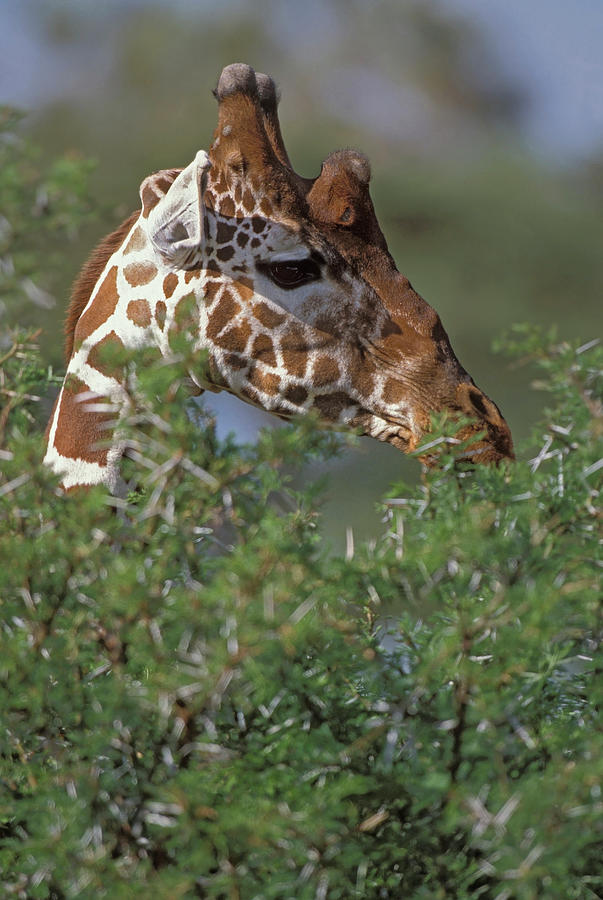 Animal Photograph - Kenya, Samburu National Park by Jaynes Gallery