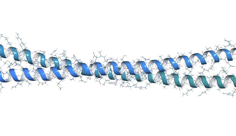 Keratin Filament Molecule Photograph by Molekuul/science Photo Library