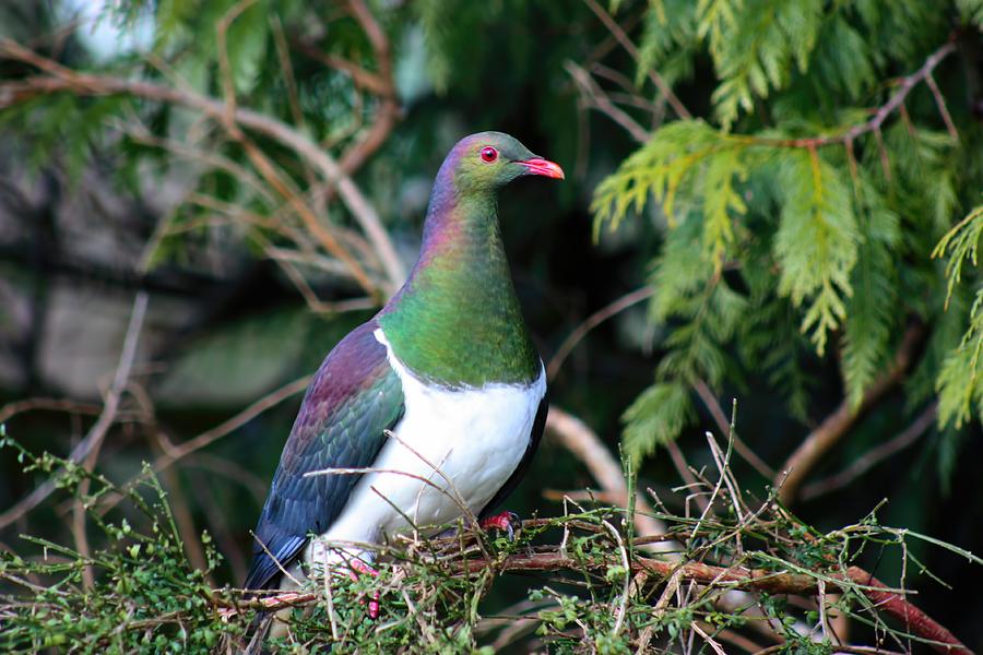 Kerehu - New Zealand Wood Pigeon Photograph by Amanda Stadther