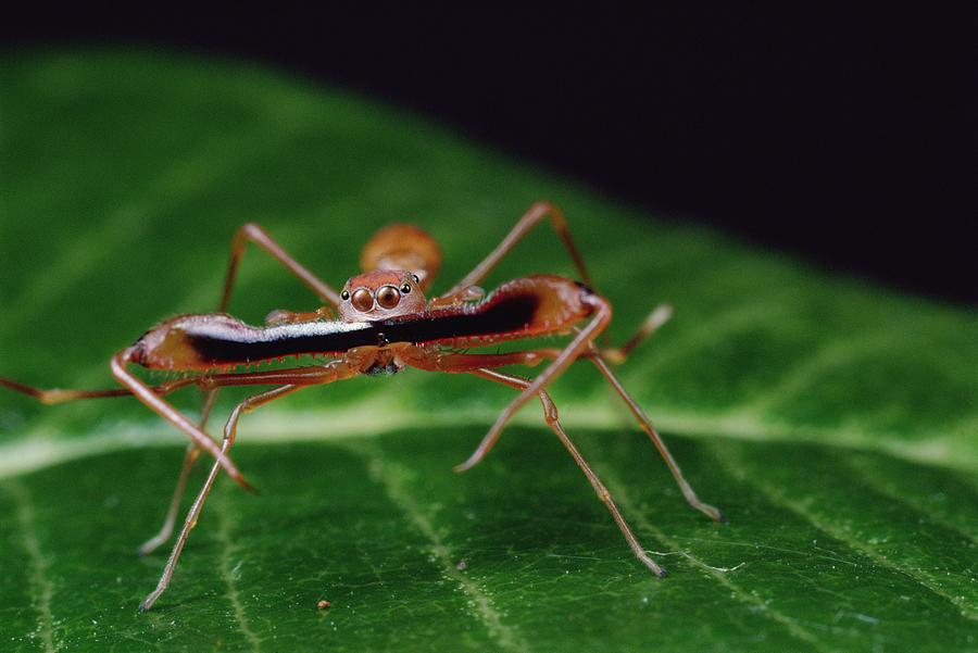 Kerengga Ant-like Jumper Males Fighting Photograph by Mark Moffett