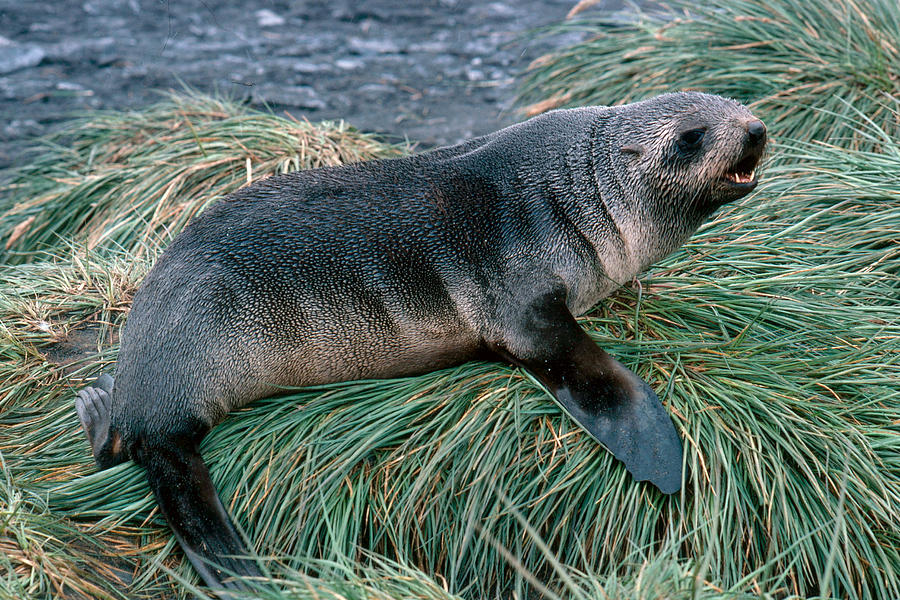 Kerguelen Fur Seal Photograph by Robert Hernandez