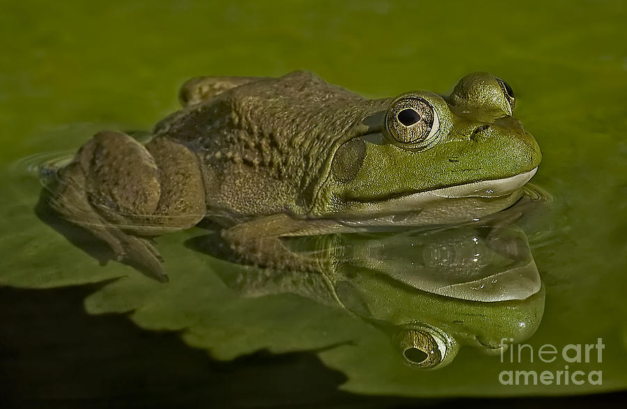 Frog Photograph - Kermit by Susan Candelario