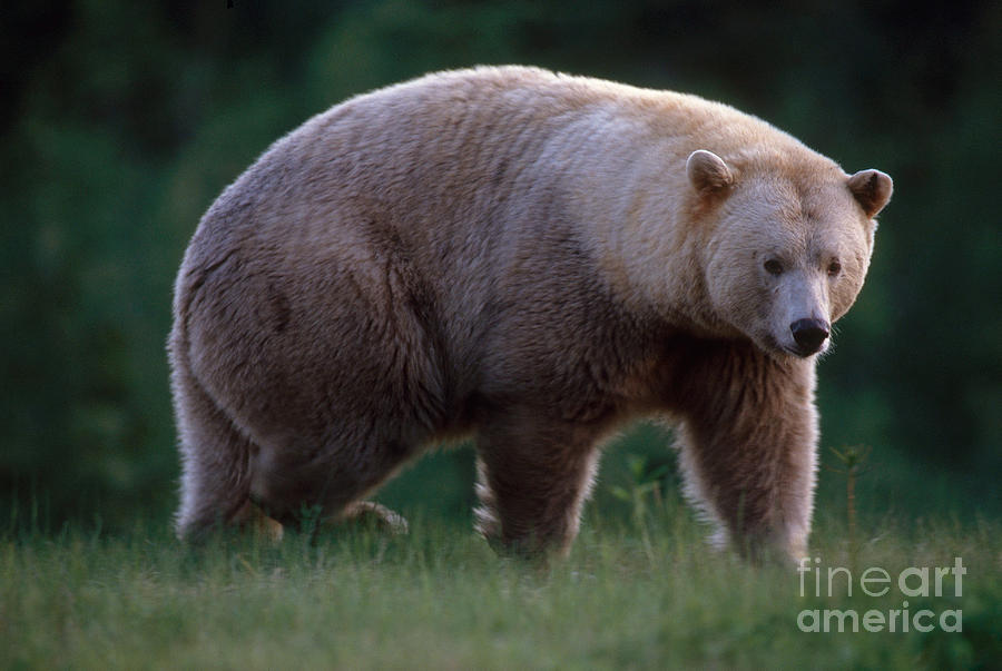 Kermode Bear Photograph by Art Wolfe - Pixels