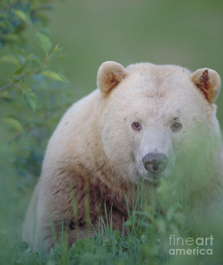 Kermode Bear, Northern British Photograph by Art Wolfe