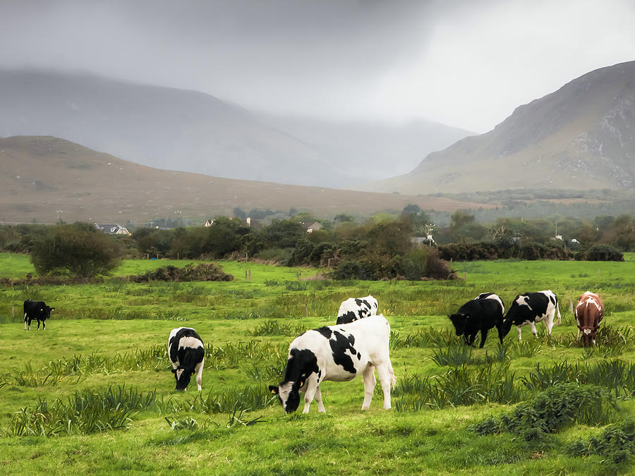 Kerry Cows Photograph by Mark Callanan