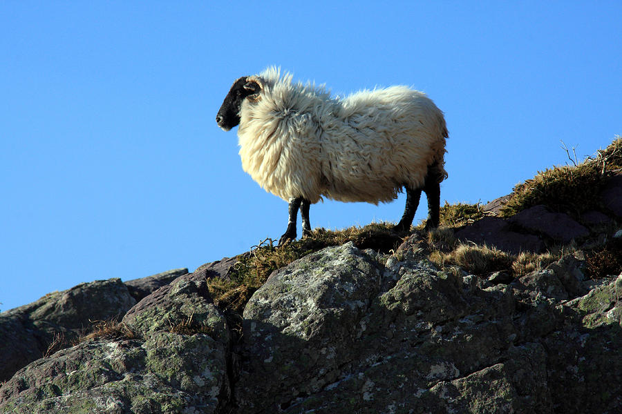 Kerry Hill Sheep Photograph by Aidan Moran