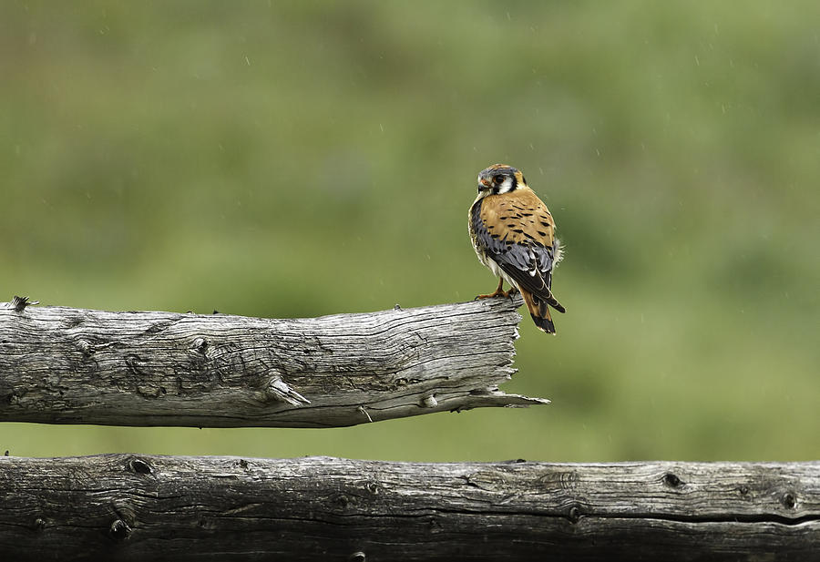 Kestrel On A Montana Fence Pole Photograph by Thomas Young