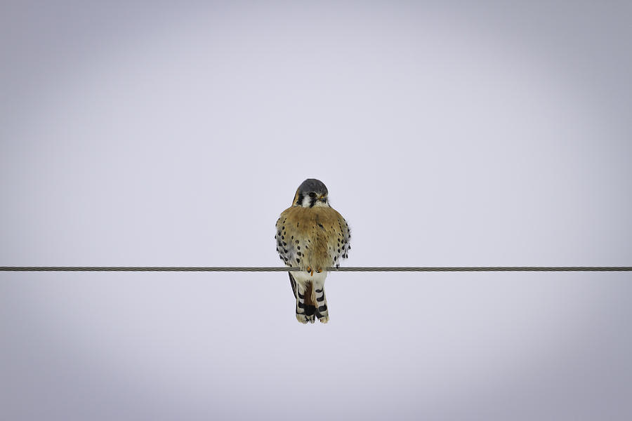Kestrel Alone On A Wire Photograph by Thomas Young