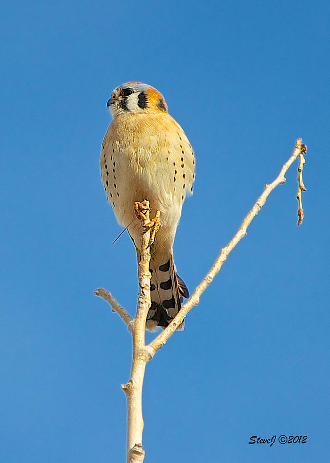 Kestrel Falcon Photograph by Stephen Johnson
