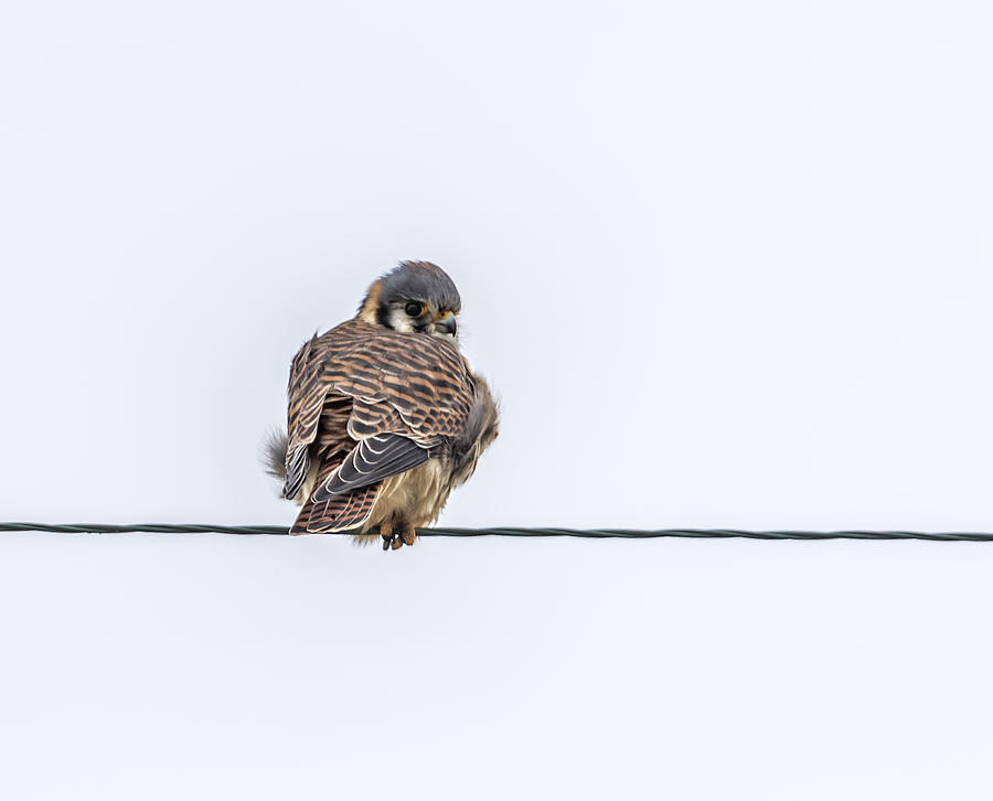 Kestrel Falcon Photograph by Thomas Young