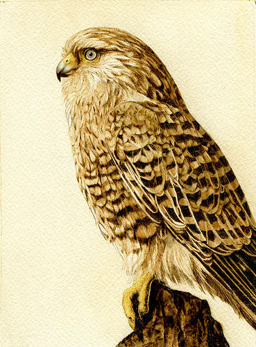 Kestrel Greater African Drawing by Cate McCauley