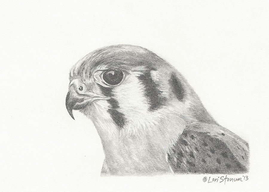 Kestrel Drawing by Lori Stonum - Pixels