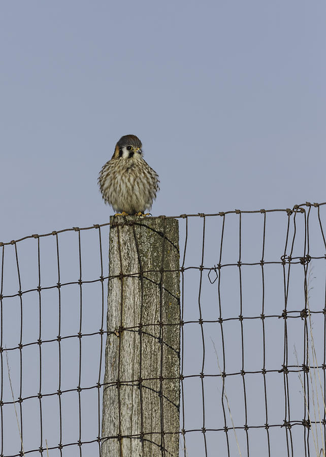 Kestrel On A Fence Pole Photograph by Thomas Young