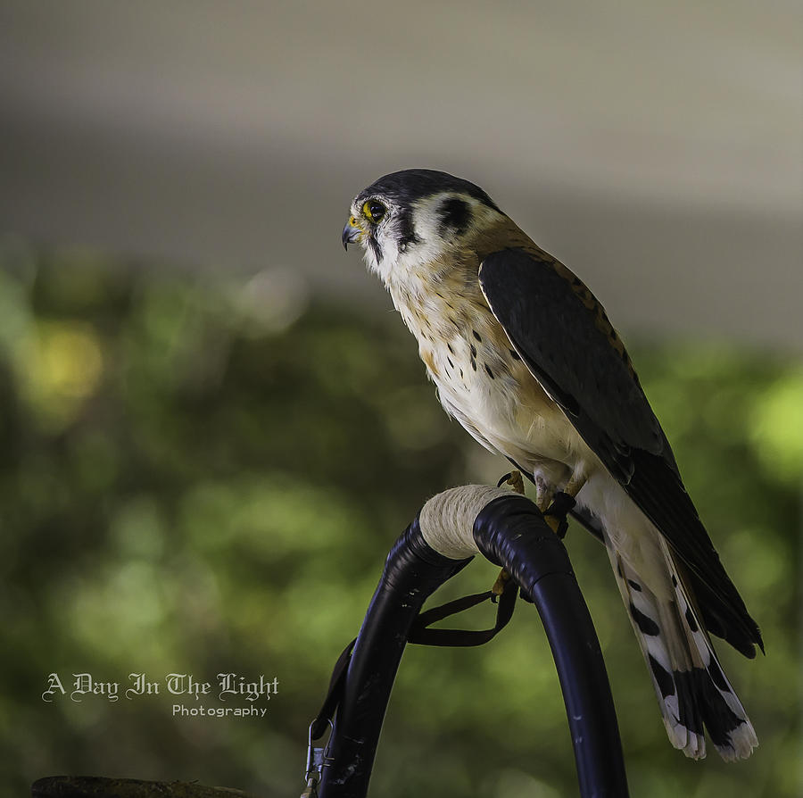 Bird Photograph - Kestrel on a Perch by A Day in the Light Photography