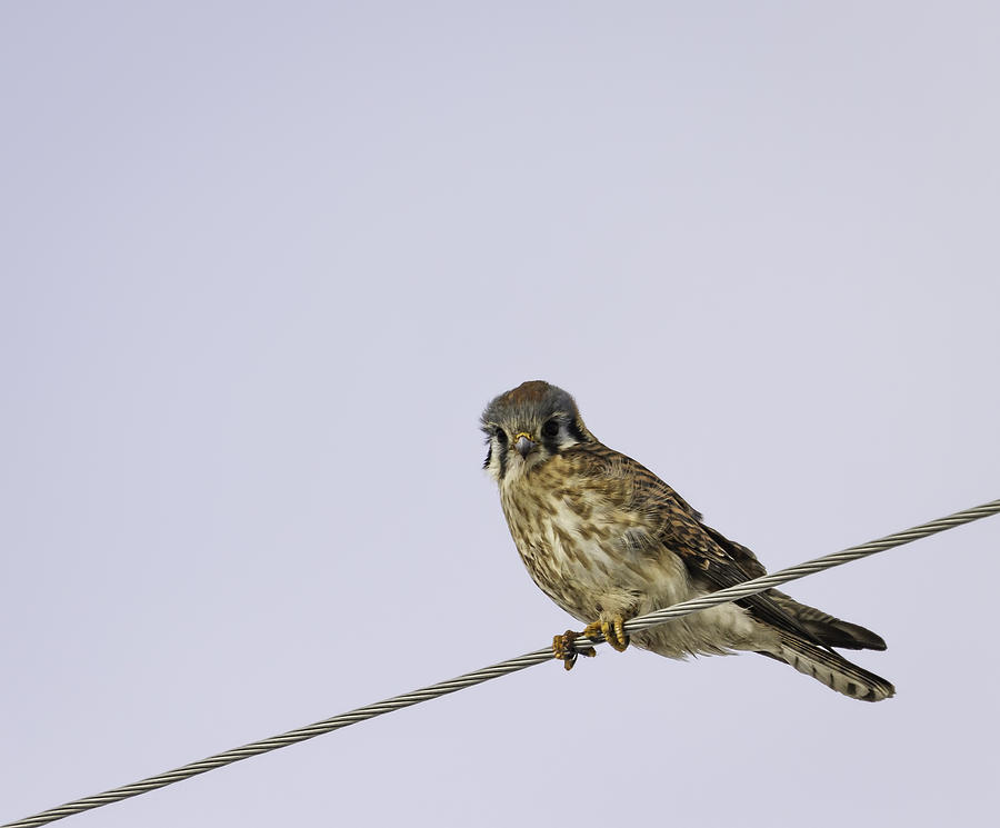 Kestrel On A Wire Photograph by Thomas Young