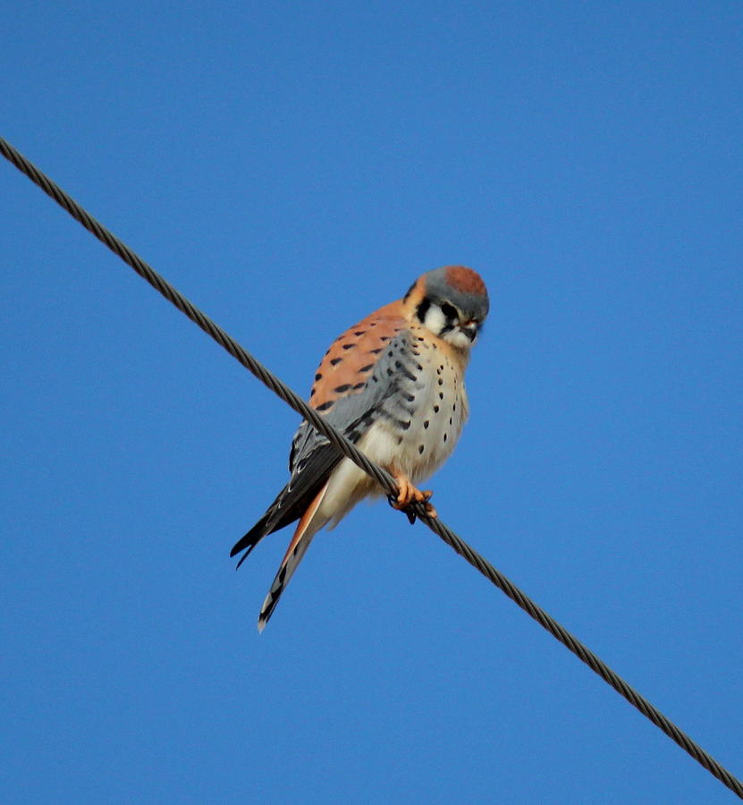 Kestrel On A Wire Photograph by Trent Mallett