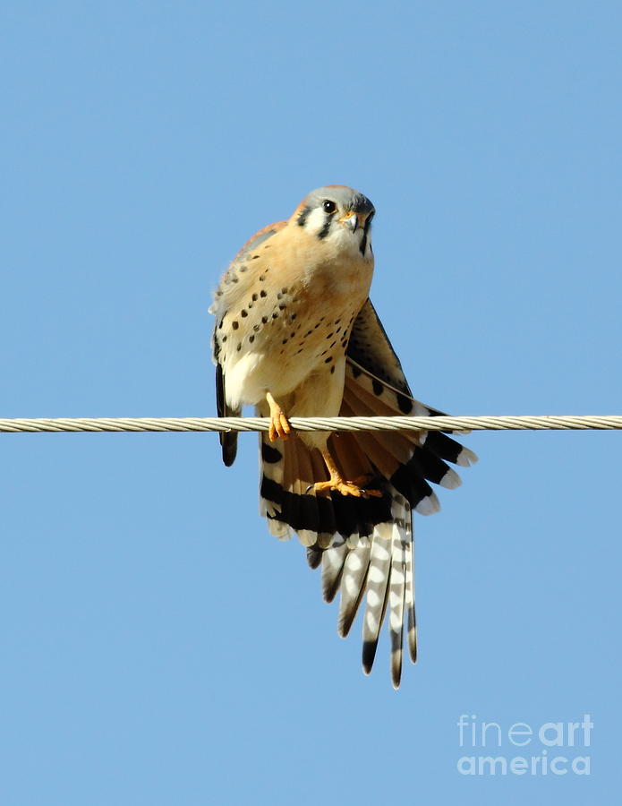 Kestrel On The Tightwire Photograph by Robert Frederick