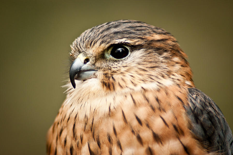 Kestrel Portrait Photograph by Keith Thorburn LRPS EFIAP CPAGB - Fine ...