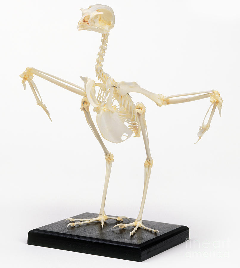 Kestrel Skeleton Photograph by Steve Gorton / Dorling Kindersley