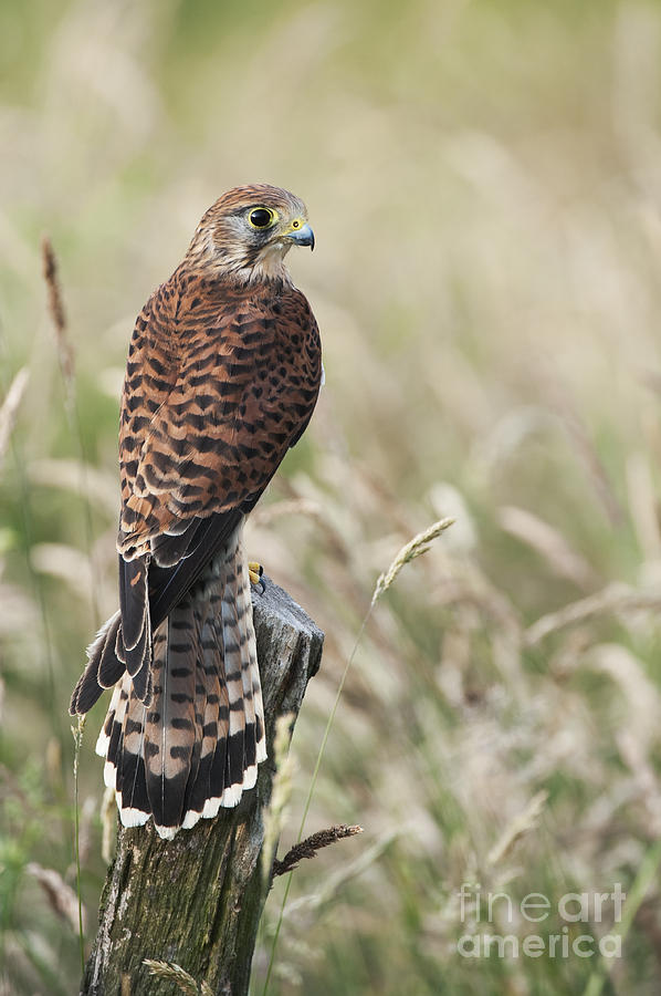 Falcon Photograph - Kestrel by Tim Gainey