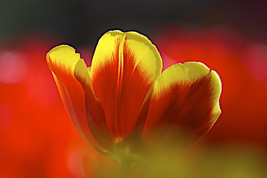 Tulip Photograph - Keukenhof 0048 by Robert Van Es