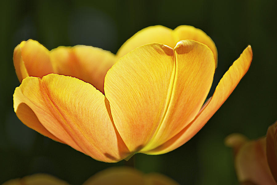 Tulip Photograph - Keukenhof 0068 by Robert Van Es