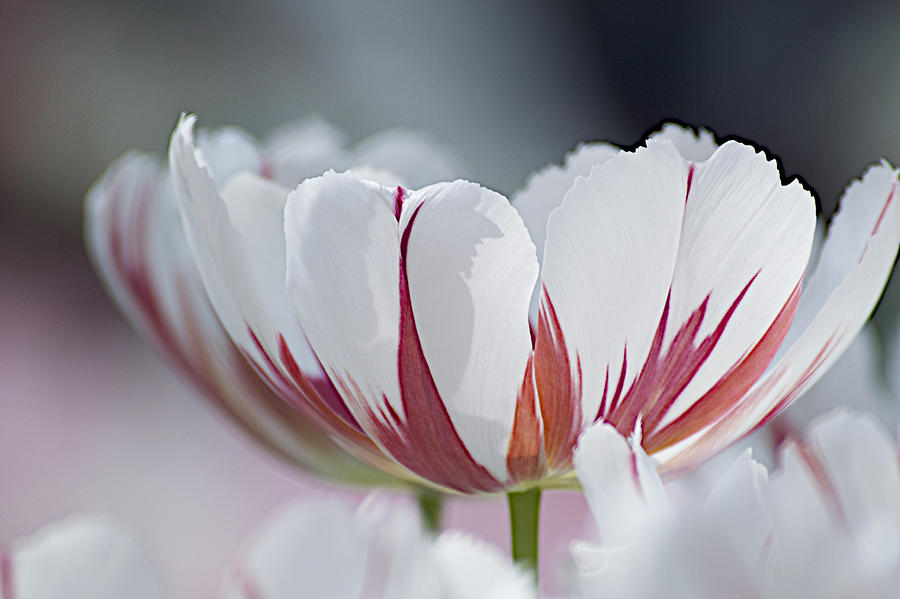 Tulip Photograph - Keukenhof 0079 by Robert Van Es