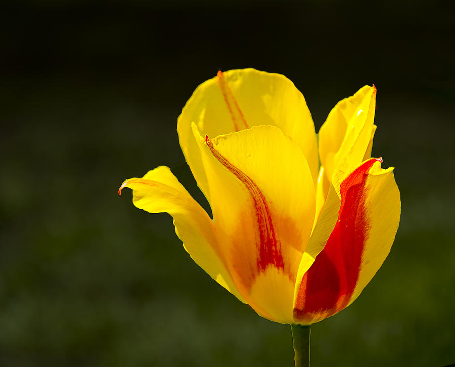 Tulip Photograph - Keukenhof 14008 by Robert Van Es