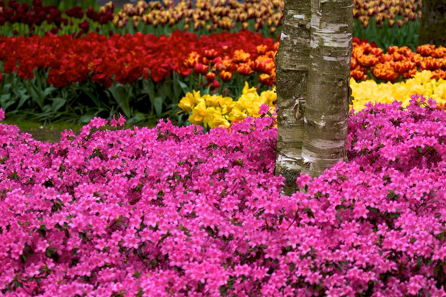 Keukenhof Floral Strata Photograph by David Beebe