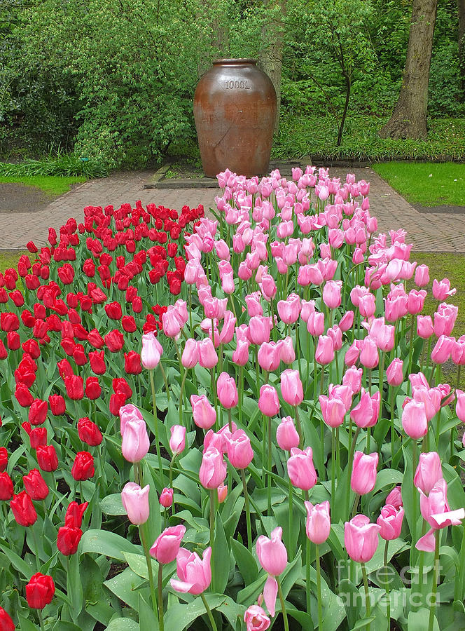 Tulip Photograph - Keukenhof Gardens 1 by Mike Nellums