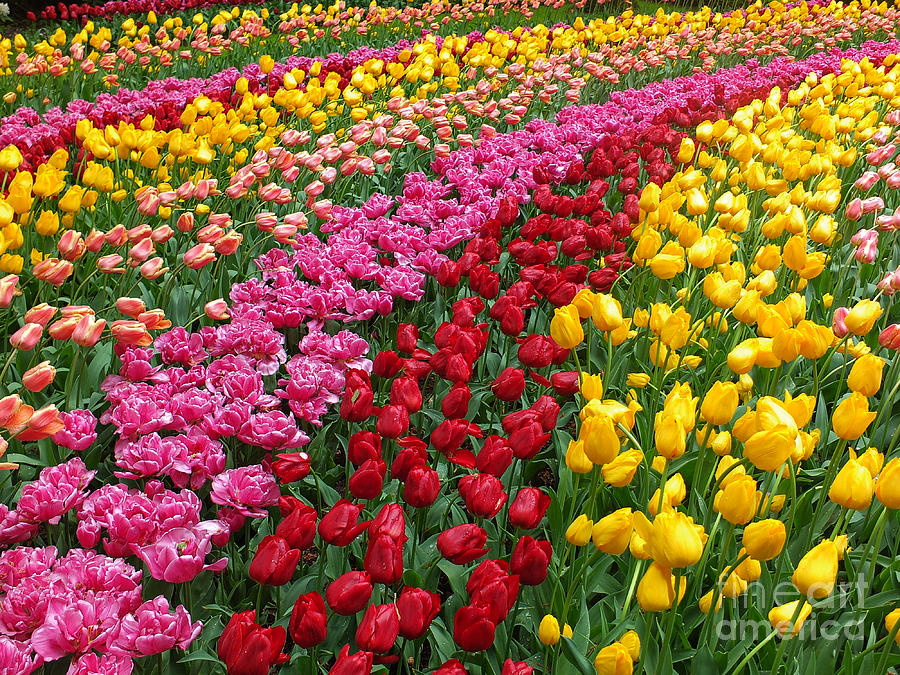 Keukenhof Gardens 75 Photograph by Mike Nellums - Fine Art America