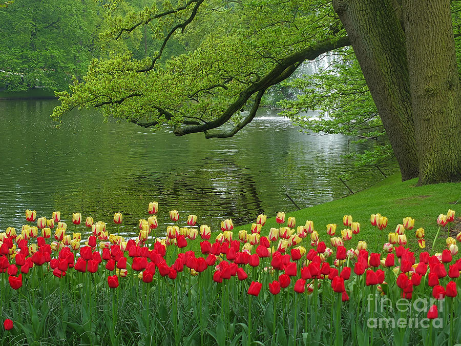 Tulip Photograph - Keukenhof Gardens 84 by Mike Nellums