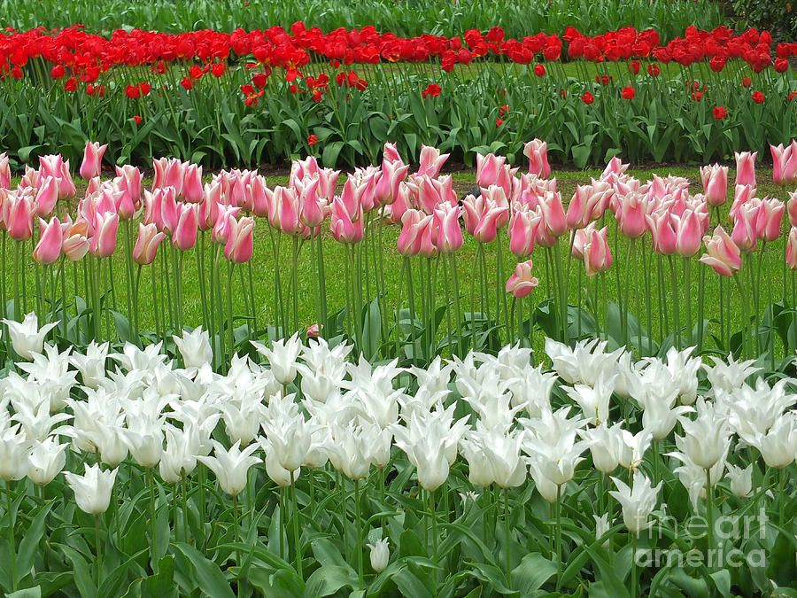 Tulip Photograph - Keukenhof Gardens 95 by Mike Nellums