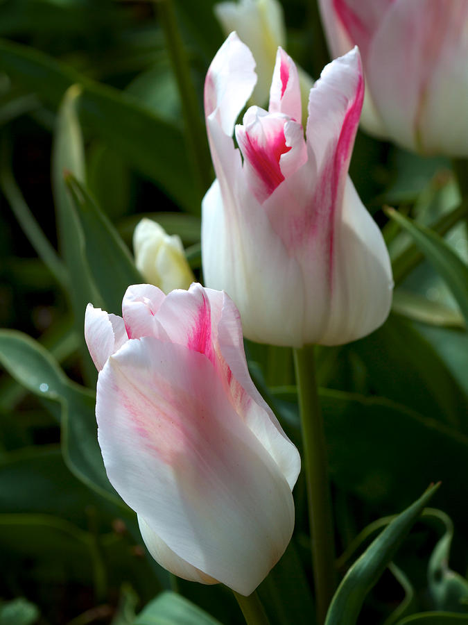 Keukenhof Tulip Buds Photograph by David Beebe