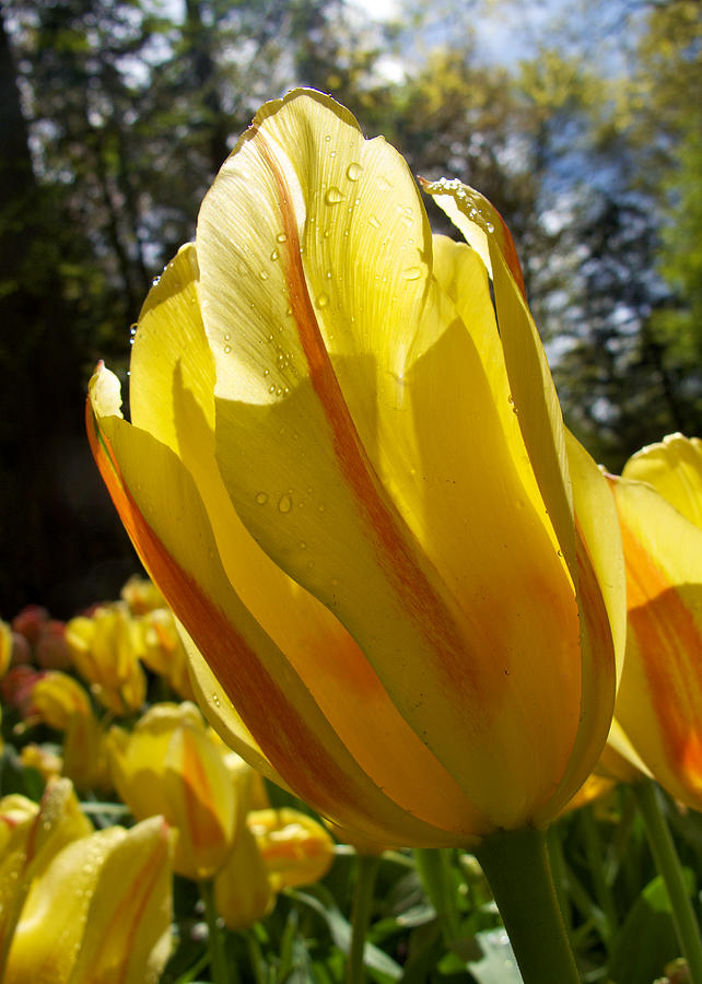 Keukenhof Yellow Tulips Photograph by David Beebe