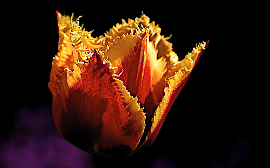 Tulip Photograph - Keukenhof0157 by Robert Van Es