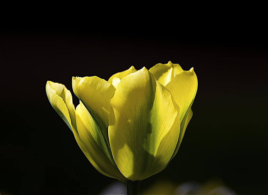 Tulip Photograph - Keukenhof0158 by Robert Van Es