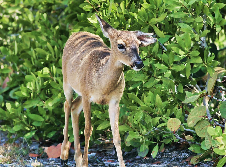 Key Deer Cuteness Photograph by Deborah Benoit