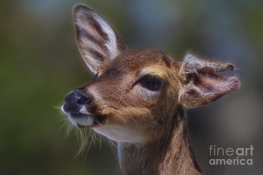 Deer Photograph - Key Deer by Deborah Benoit