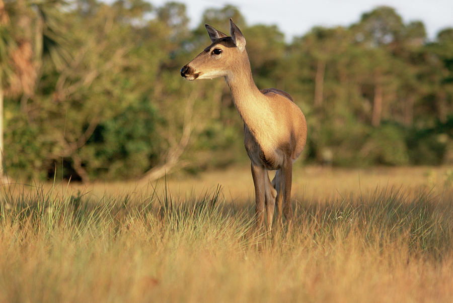 Key Deer Photograph by Science Photo Library Key Deer Photograph by Science Photo Library