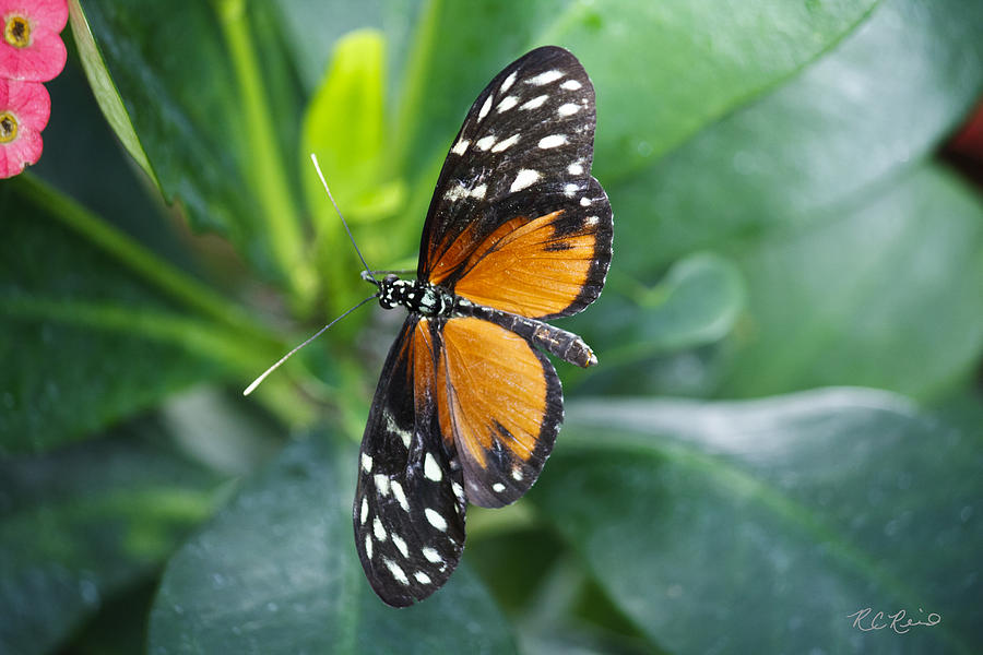 Key West Butterfly Conservatory - Monarch Danaus Plexippus 1 Photograph by Ronald Reid