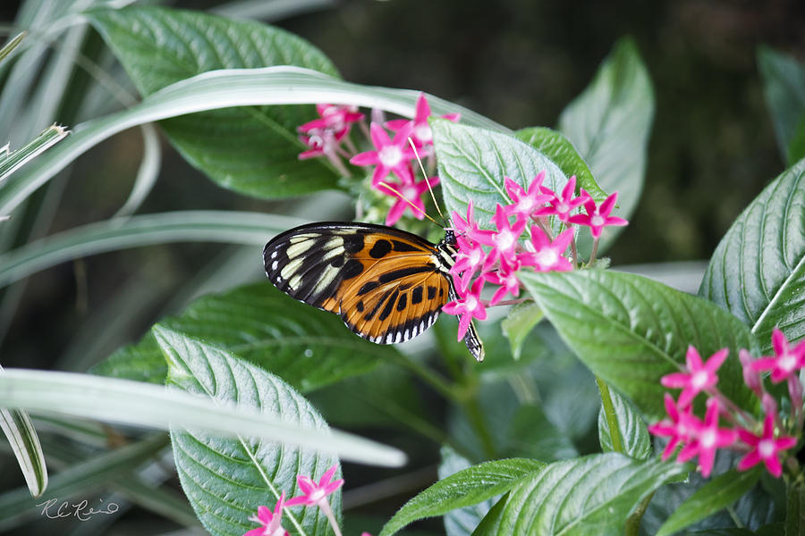 Key West Butterfly Conservatory - Monarch Danaus Plexippus 2 Photograph by Ronald Reid