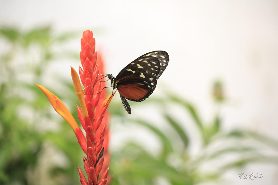 Key West Butterfly Conservatory - Monarch Danaus Plexippus 3 Photograph by Ronald Reid