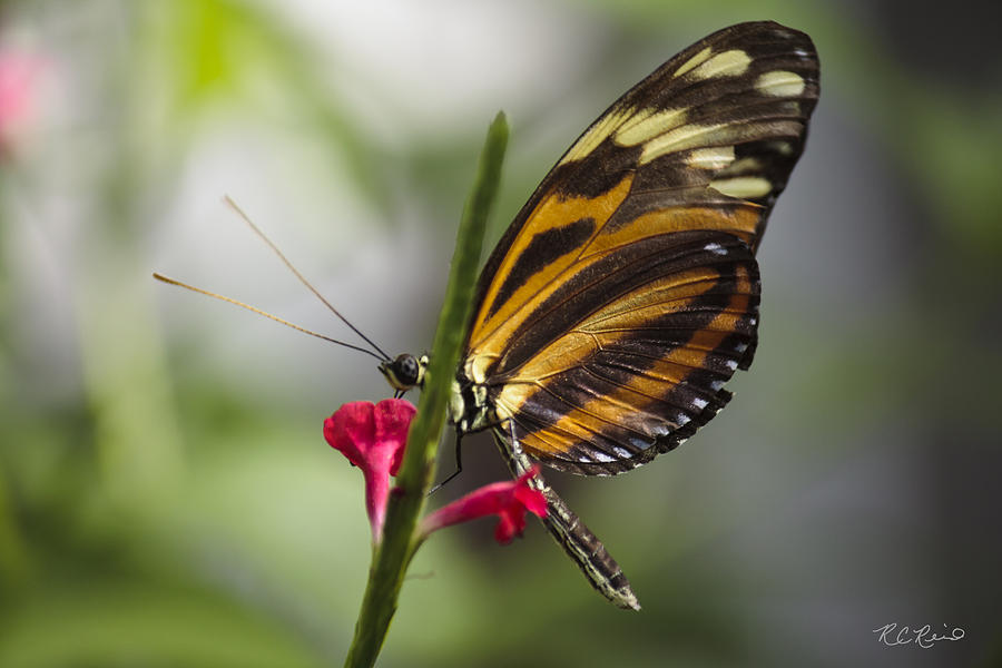 Key West Butterfly Conservatory - Papilio Zagreus Photograph by Ronald Reid