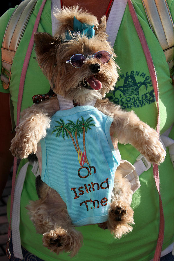 Camera Photograph - Key West Dog by Bob Slitzan