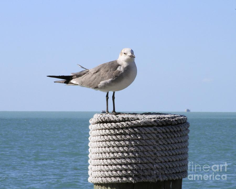 Key West Greeter Photograph by Sean Conklin