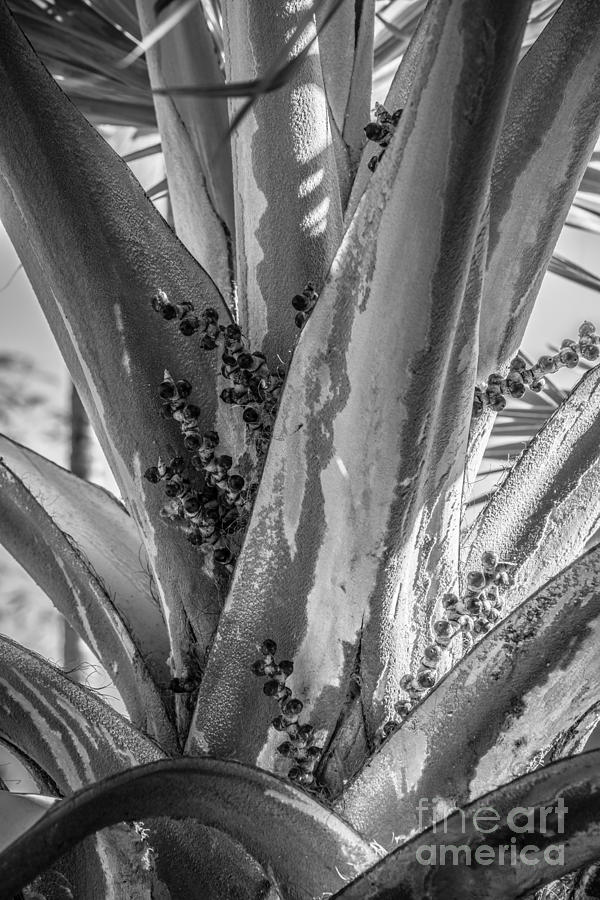 Black And White Photograph - Key West Palm with Berries - Black and White by Ian Monk