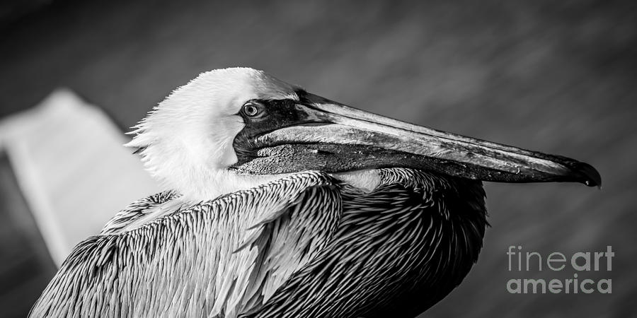 Black And White Photograph - Key West Pelican Closeup - panoramic - Black and White by Ian Monk