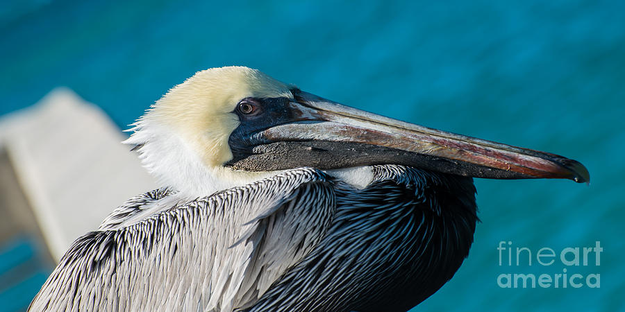 Key West Pelican Closeup - panoramic Photograph by Ian Monk - Fine Art ...